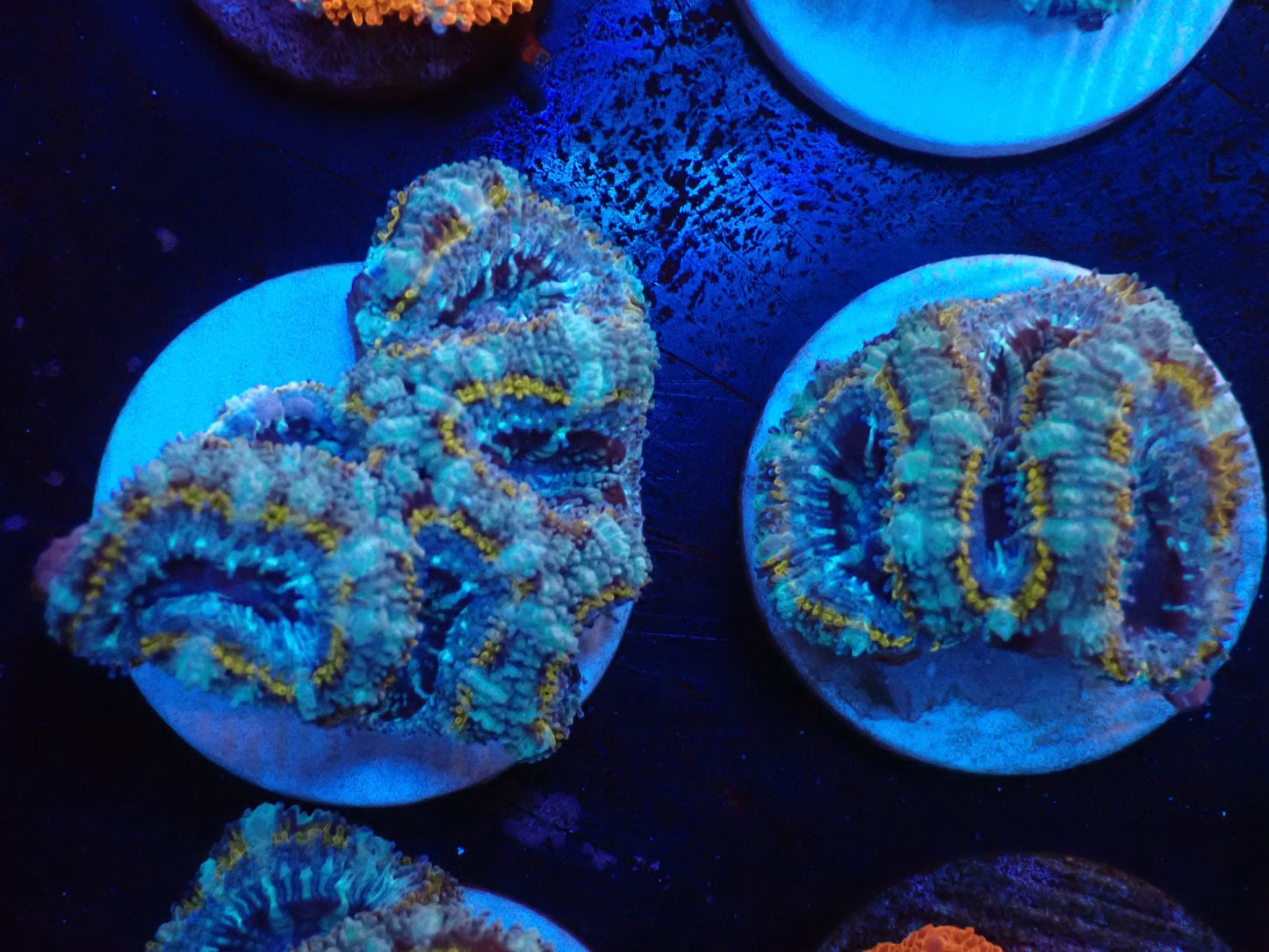 オーストラリア産カクオオトゲキクメイシフラグ019