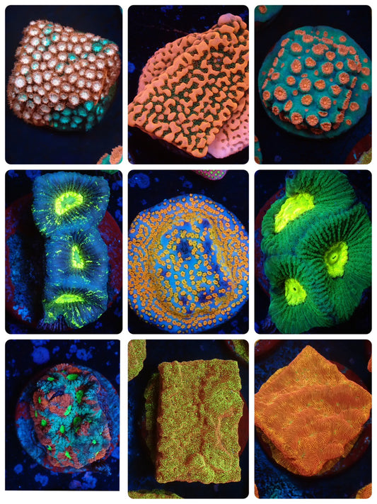 お得フラグ3個体セット