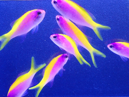 エバンスアンティアス