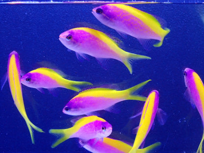 エバンスアンティアス