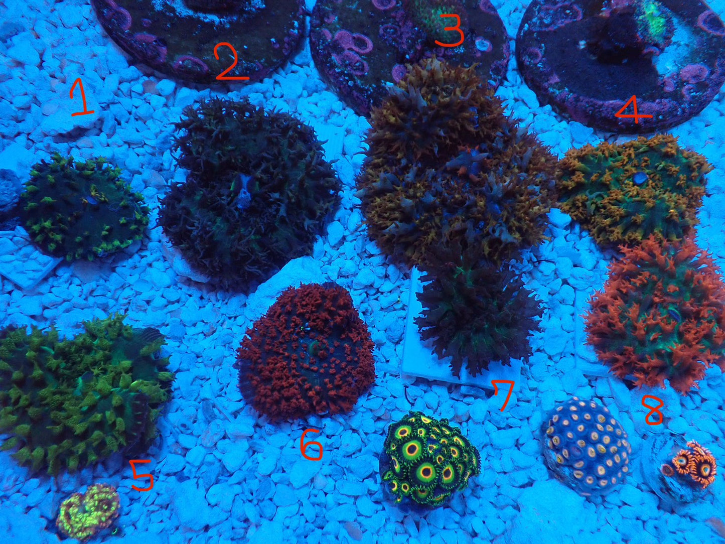 St.Thomas Disc Coral④