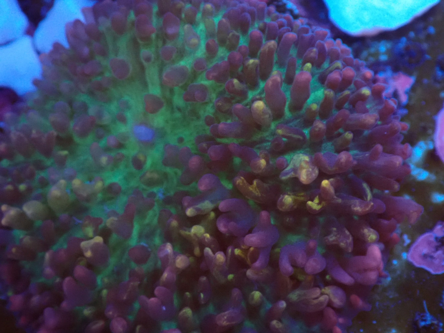 Magic carpet mushroom①