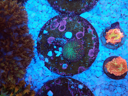 Magic carpet mushroom①