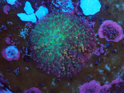 Magic carpet mushroom①