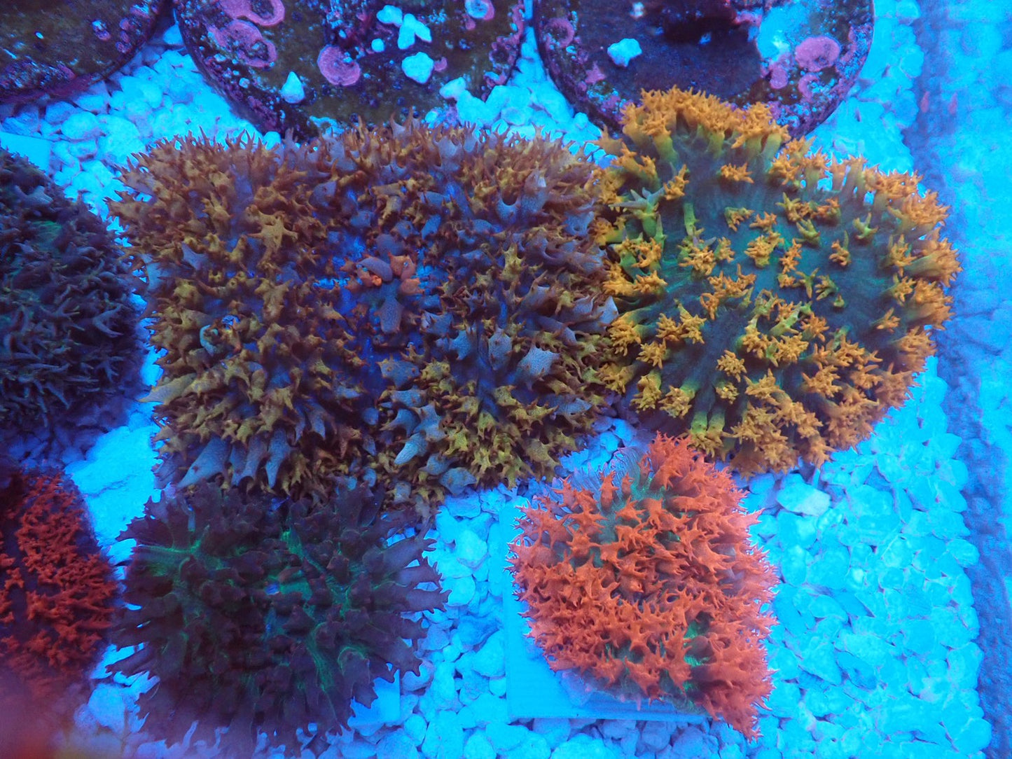 St.Thomas Disc Coral④