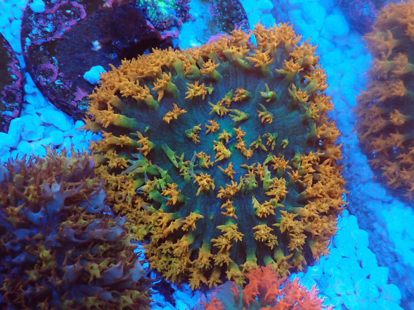 St.Thomas Disc Coral④