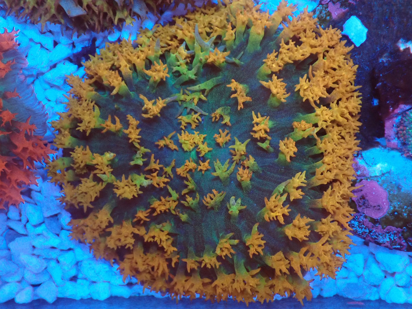 St.Thomas Disc Coral④