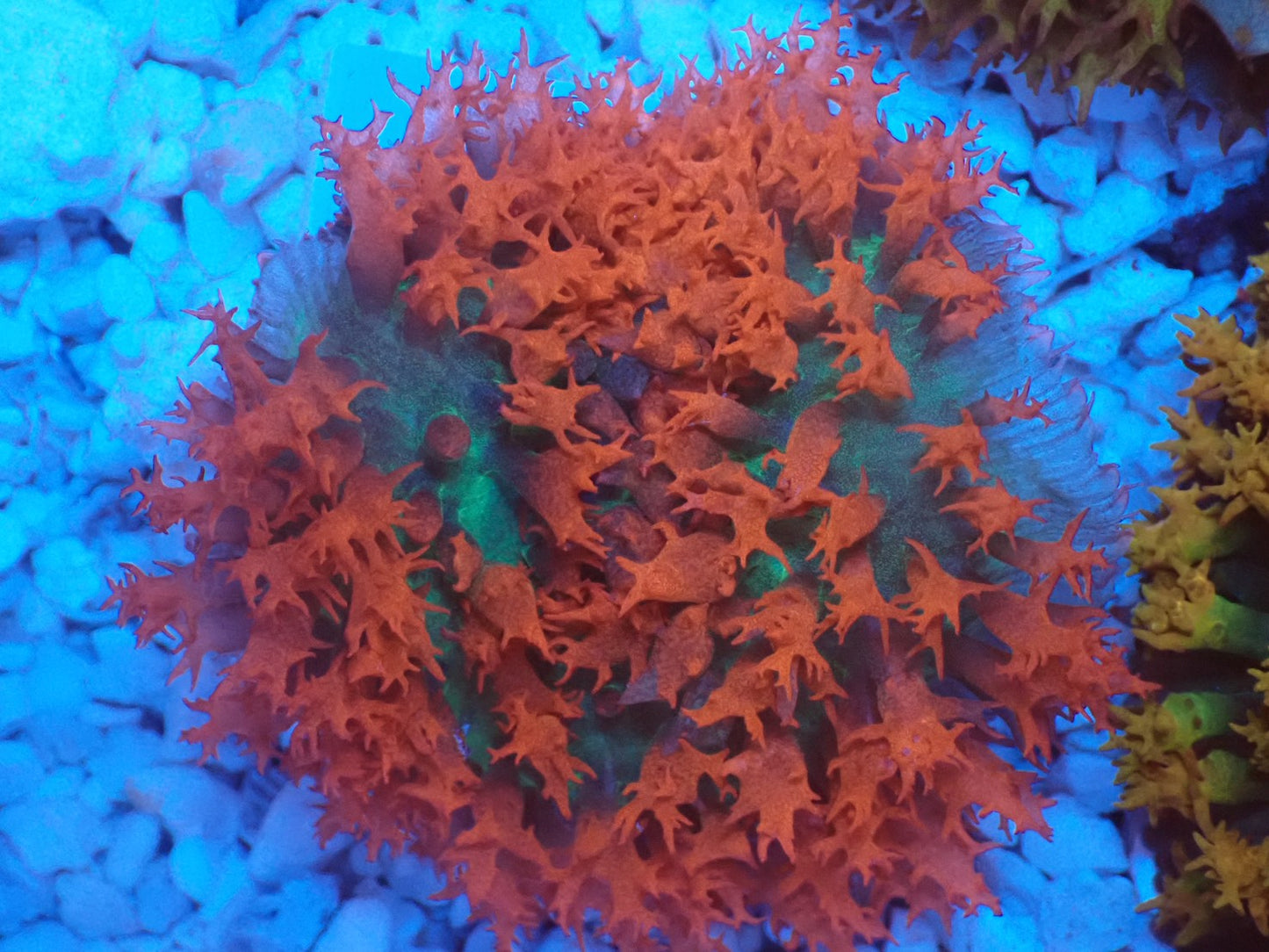 St.Thomas Disc Coral⑧