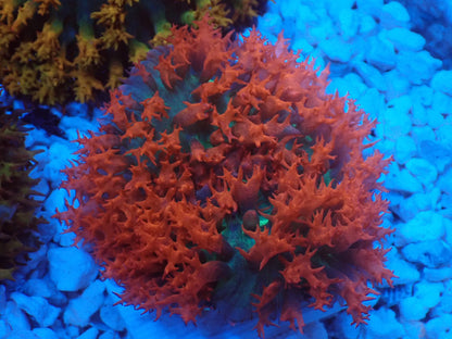 St.Thomas Disc Coral⑧