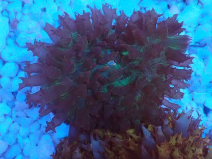 St.Thomas Disc Coral⑦