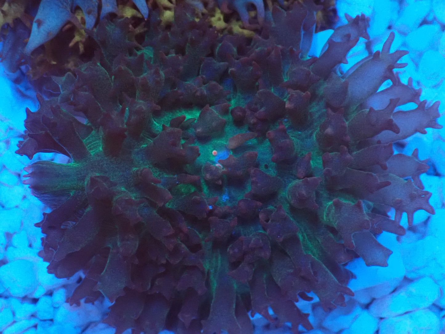 St.Thomas Disc Coral⑦