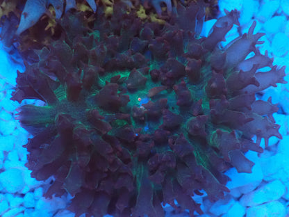 St.Thomas Disc Coral⑦