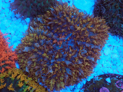 St.Thomas Disc Coral③