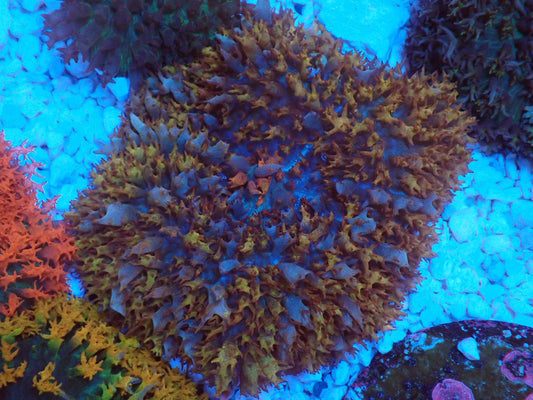 St.Thomas Disc Coral③