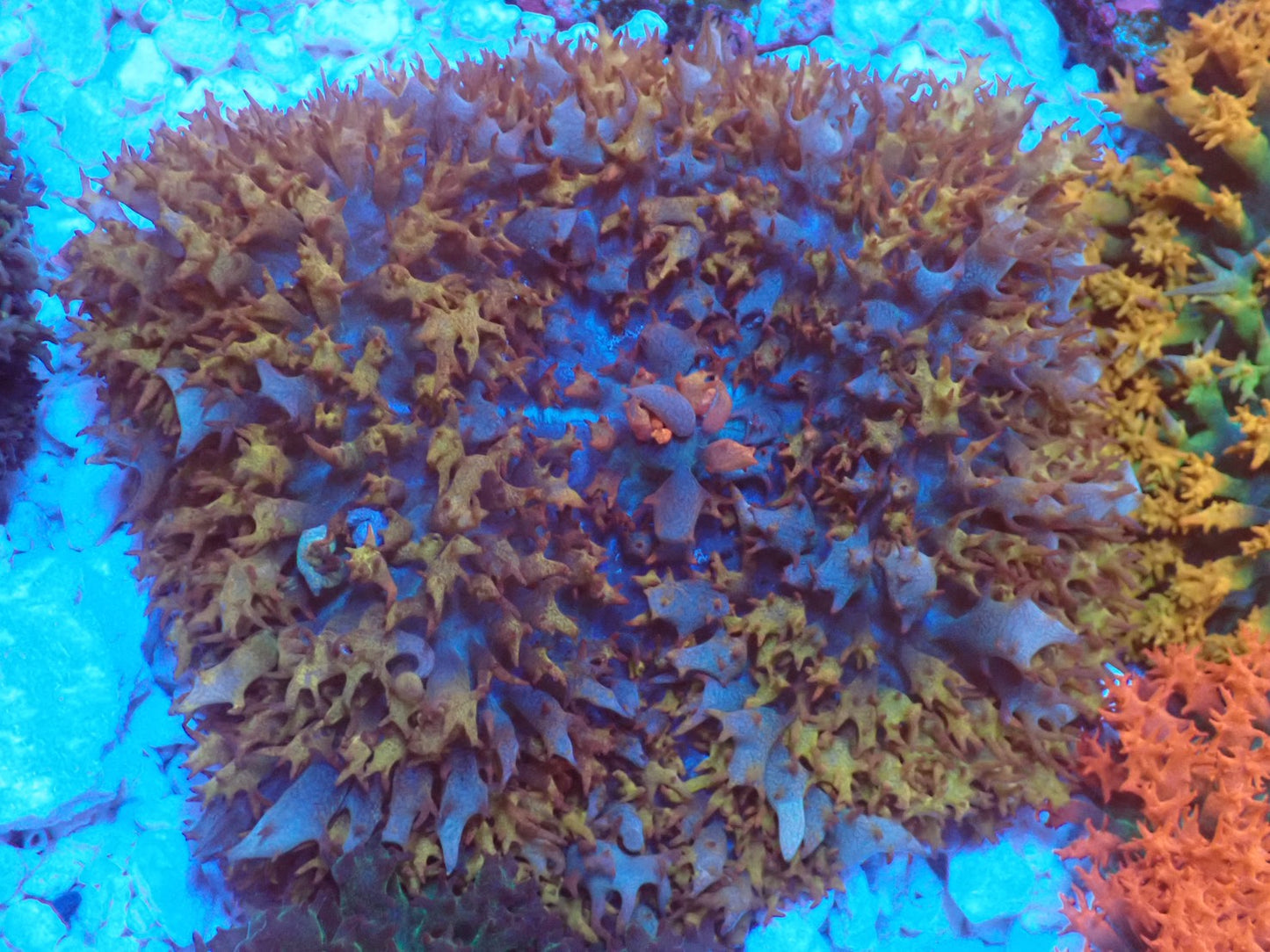 St.Thomas Disc Coral③