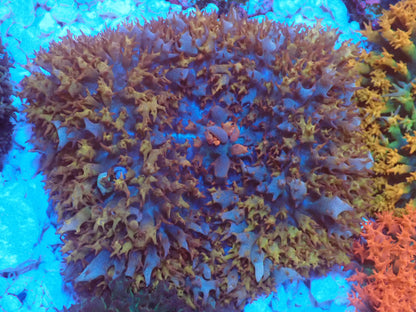 St.Thomas Disc Coral③