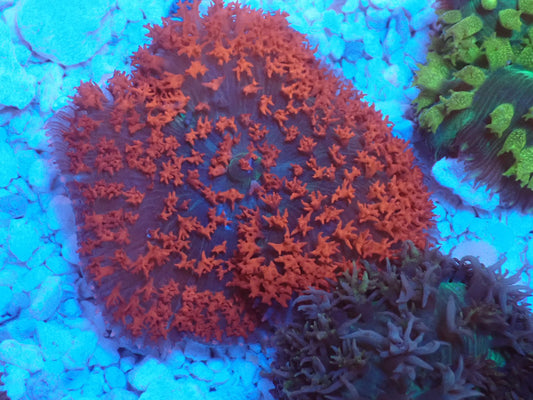 St.Thomas Disc Coral⑥