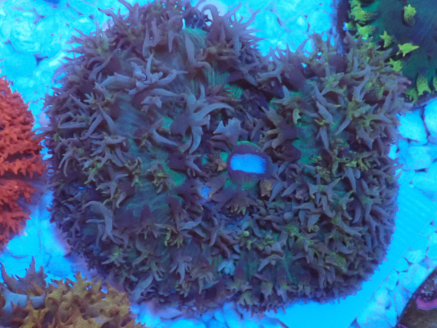 St.Thomas Disc Coral②