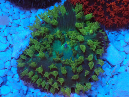 St.Thomas Disc Coral⑤