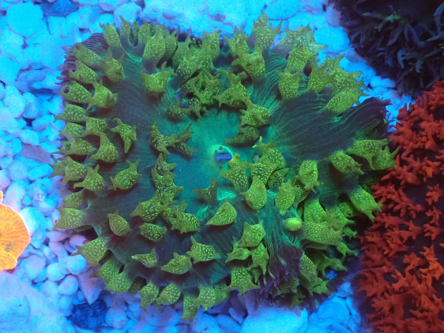 St.Thomas Disc Coral⑤