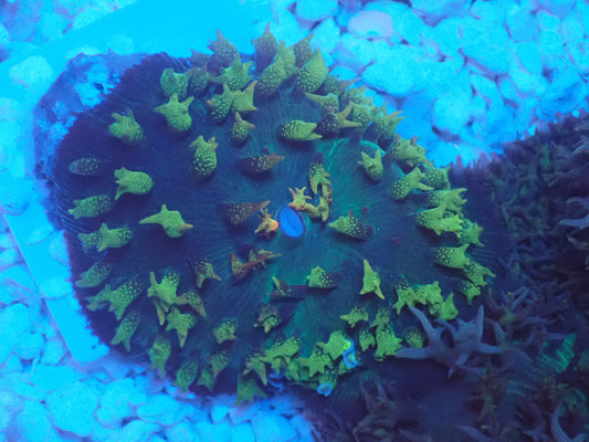 St.Thomas Disc Coral①