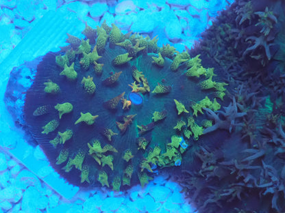 St.Thomas Disc Coral①