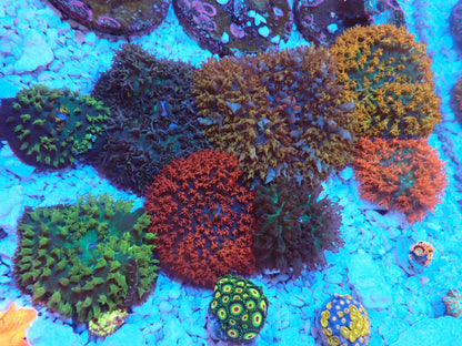 St.Thomas Disc Coral①