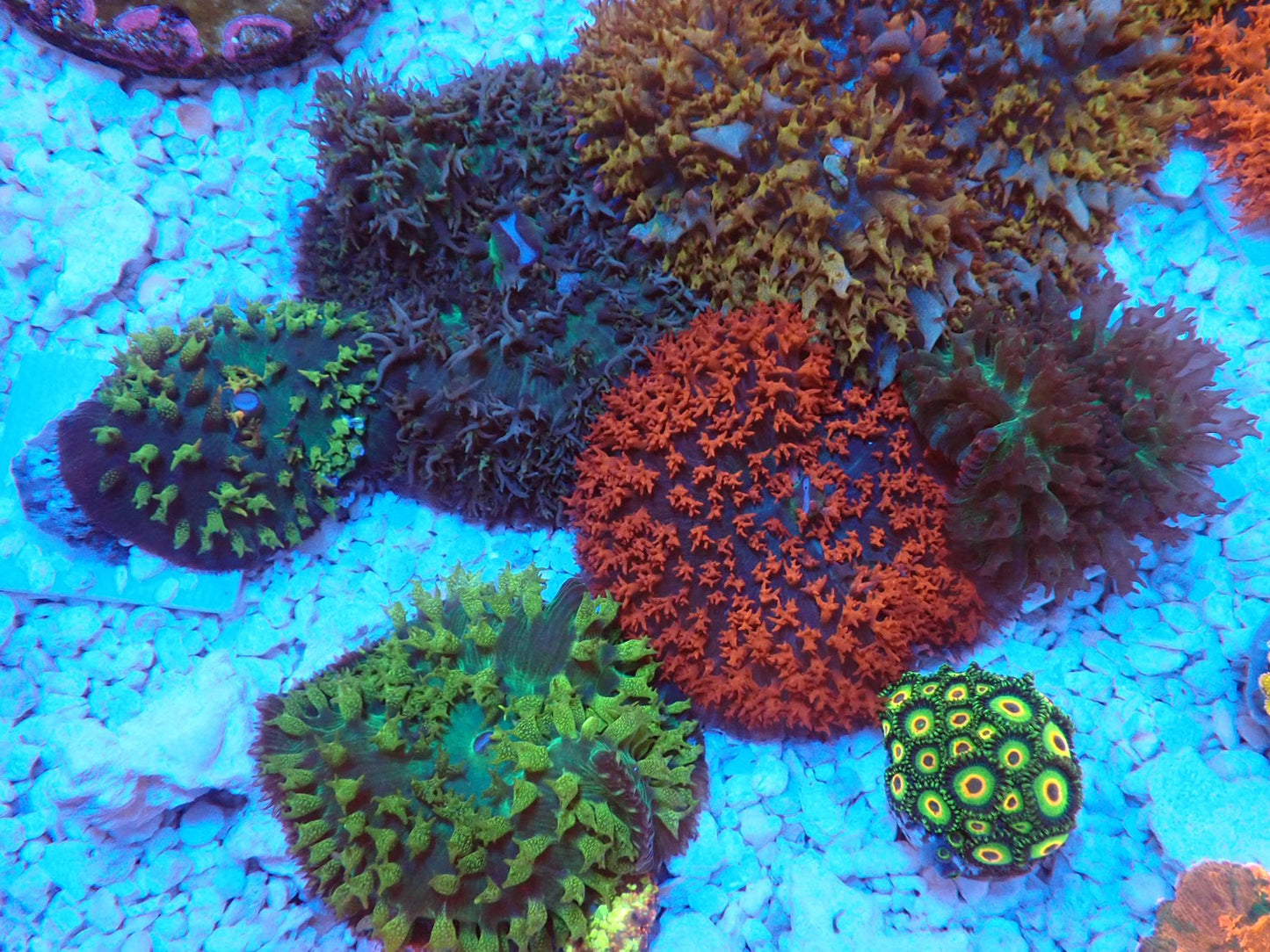 St.Thomas Disc Coral⑦