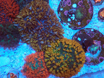 St.Thomas Disc Coral③