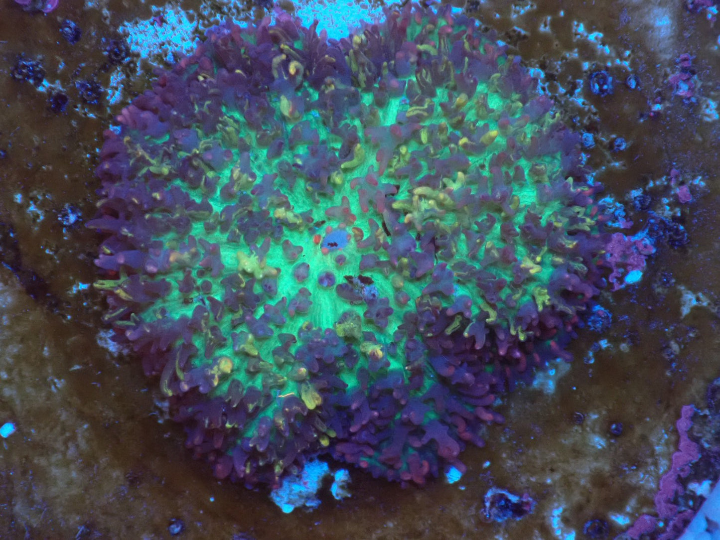 Magic carpet mushroom②