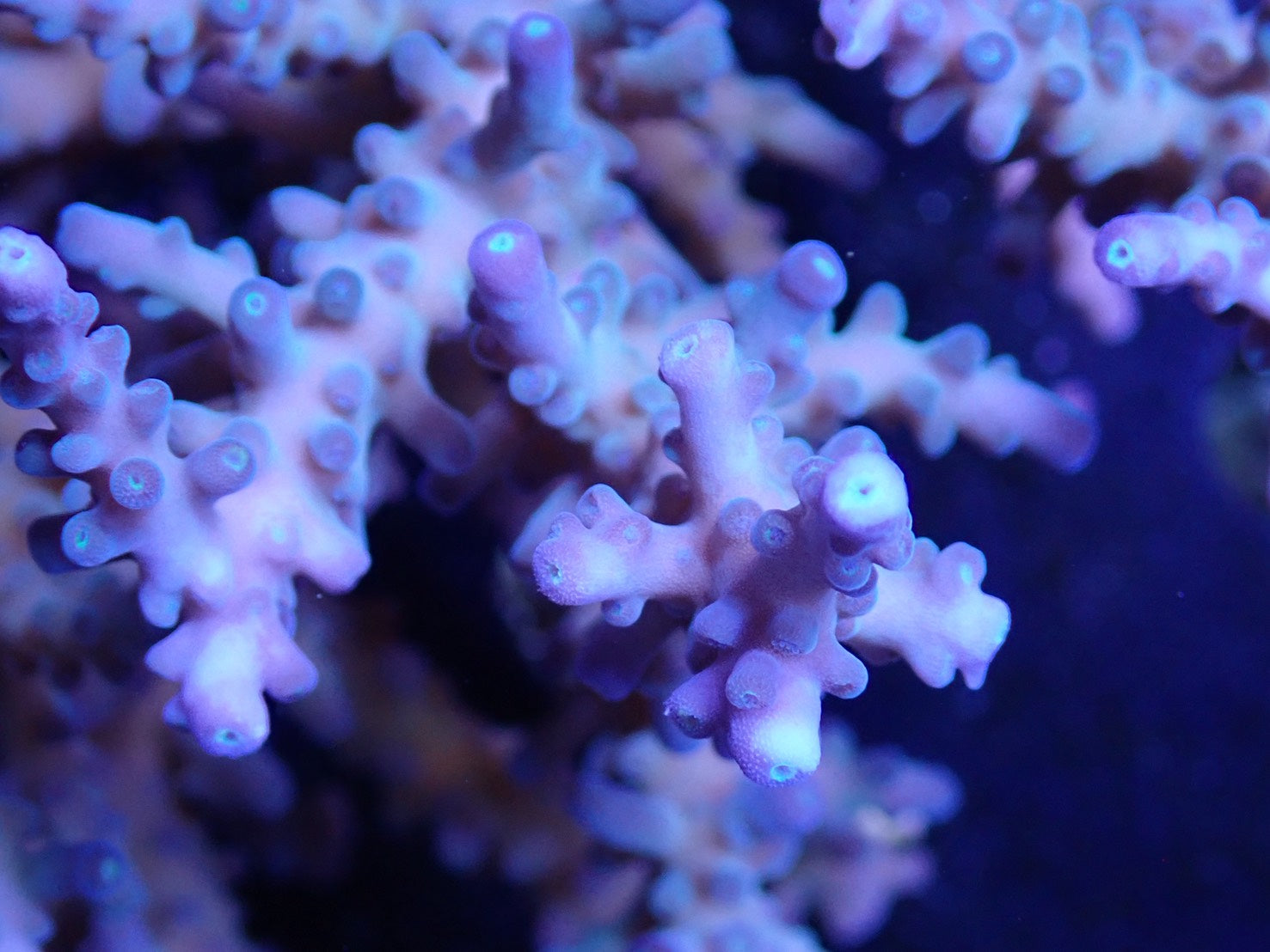 ミドリイシ② – FISH UP