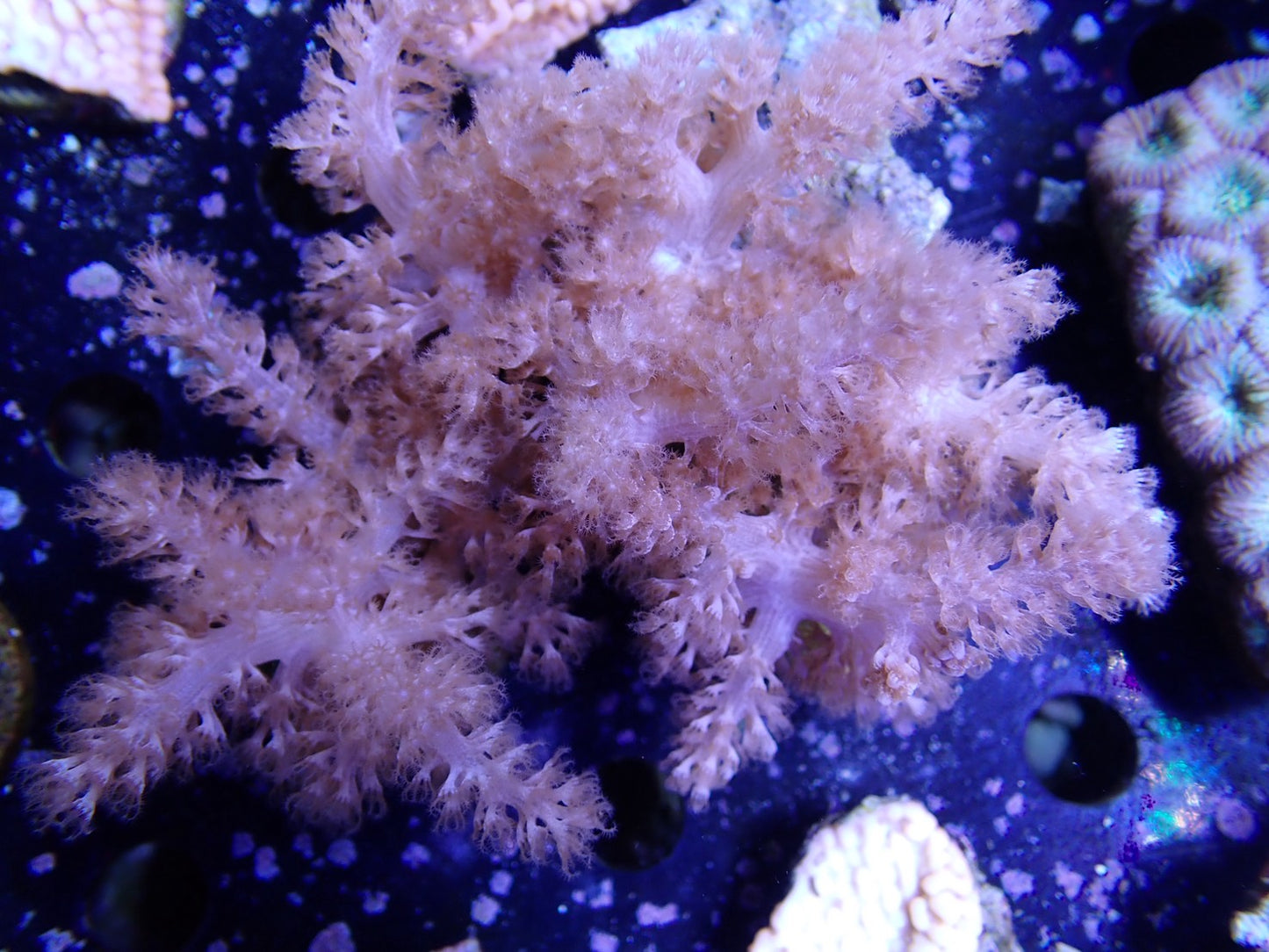 コルトコーラル