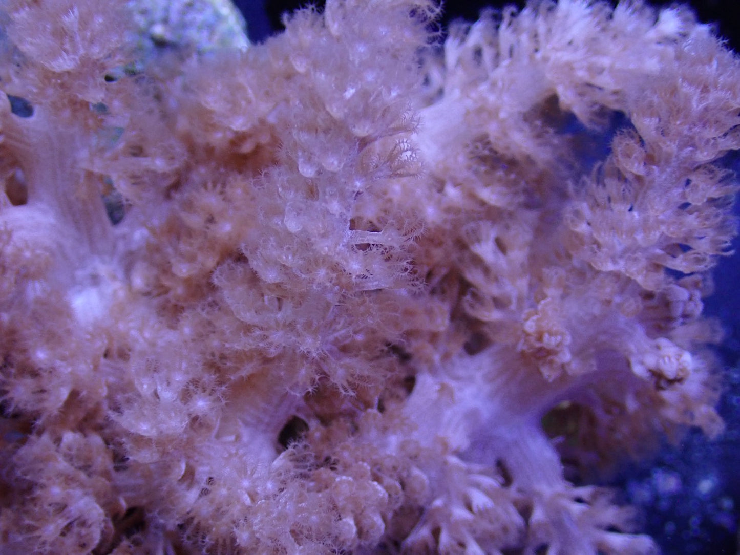 コルトコーラル