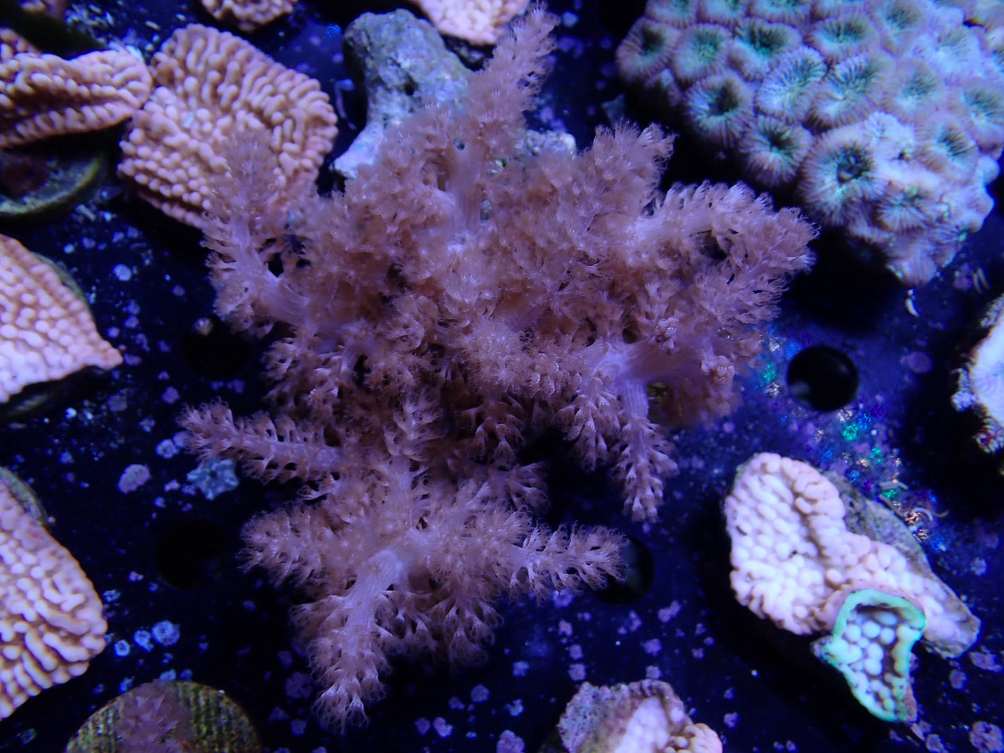 コルトコーラル