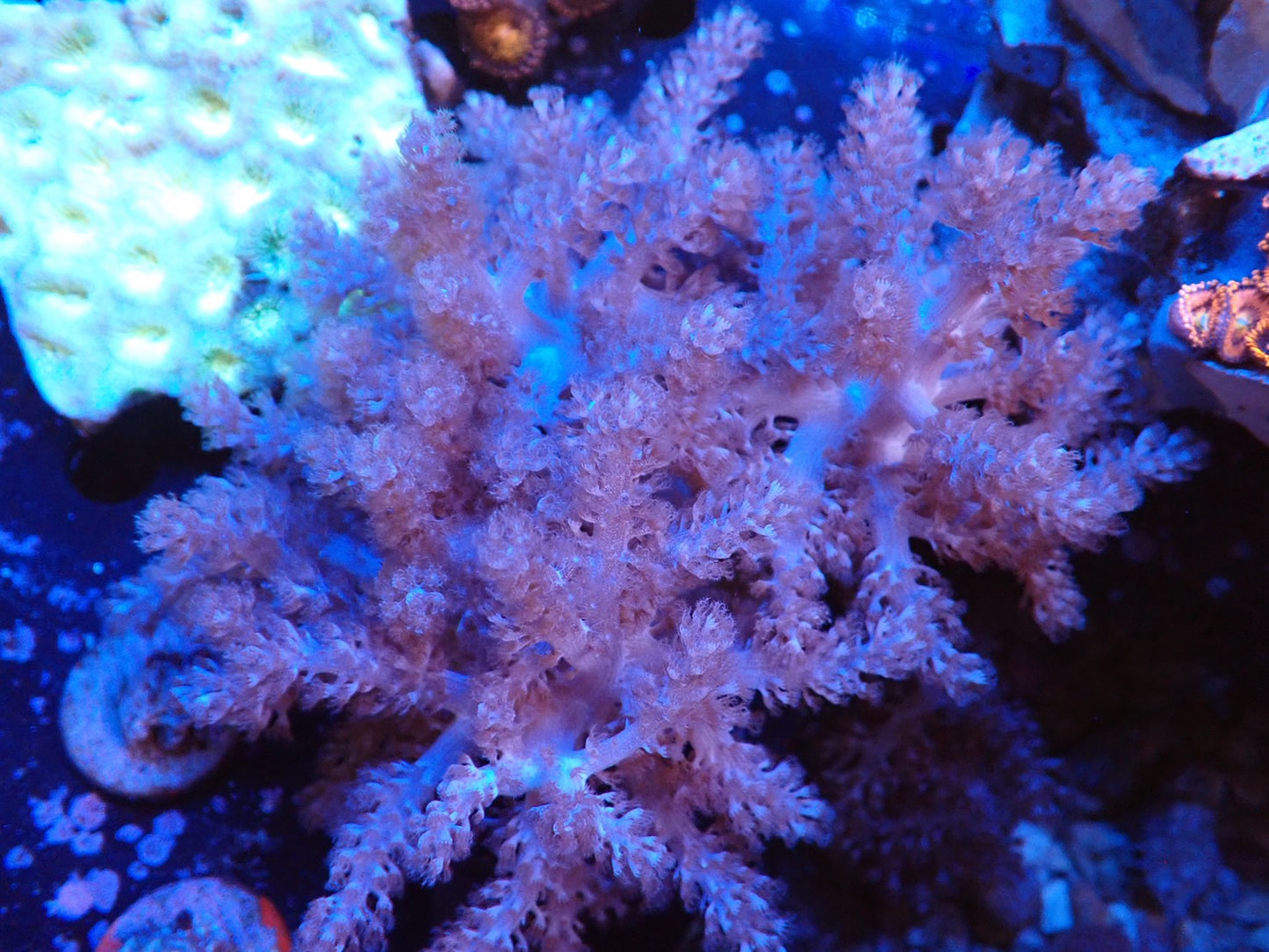 コルトコーラル