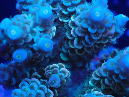 インドネシア産ブリードミドリイシ⑨