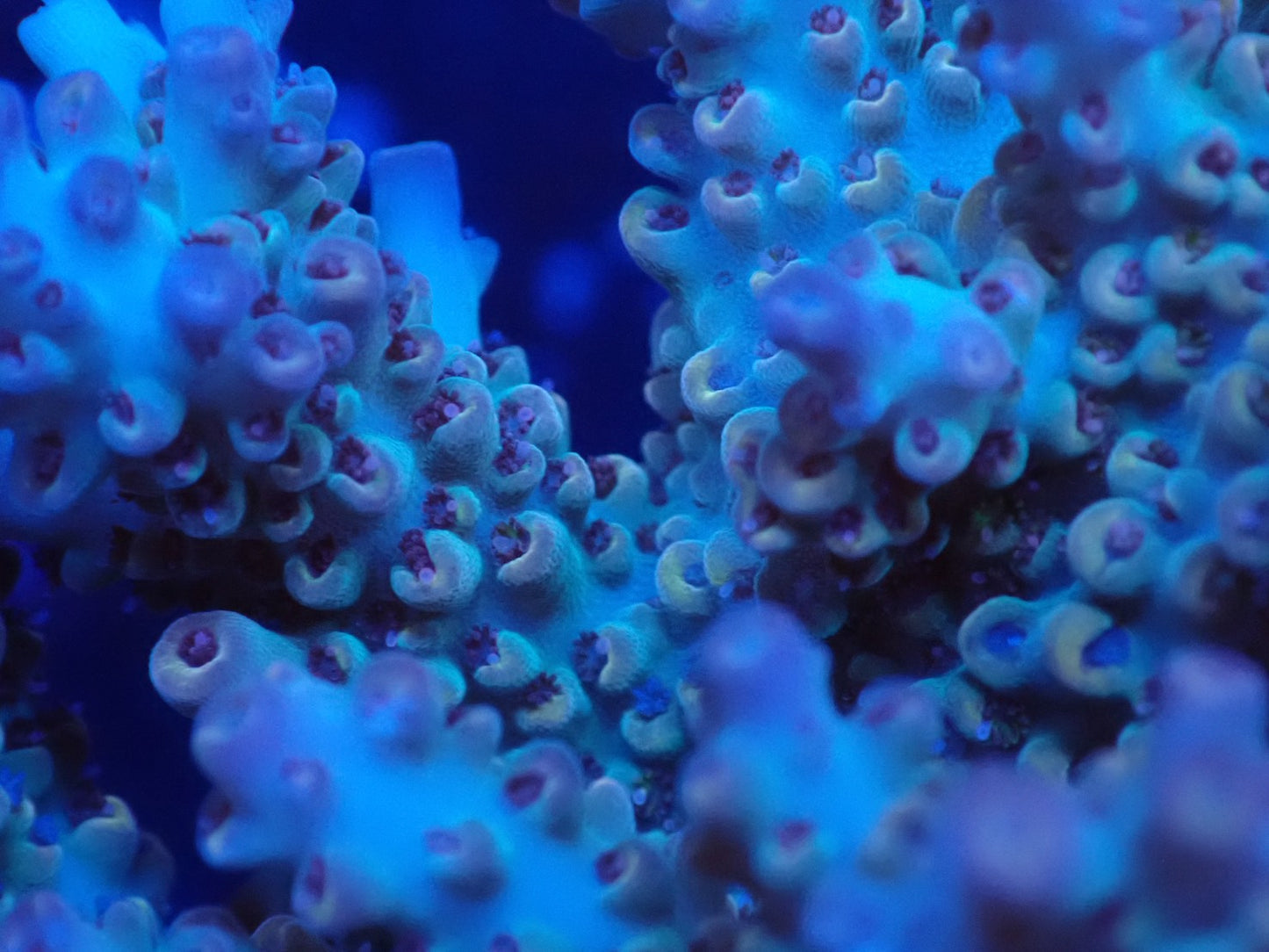 インドネシア産ブリードミドリイシ⑥