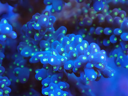 インドネシア産ブリードミドリイシ⑤