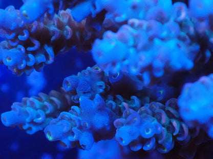 インドネシア産ブリードミドリイシ③