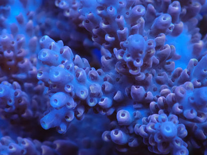 インドネシア産ブリードミドリイシ②