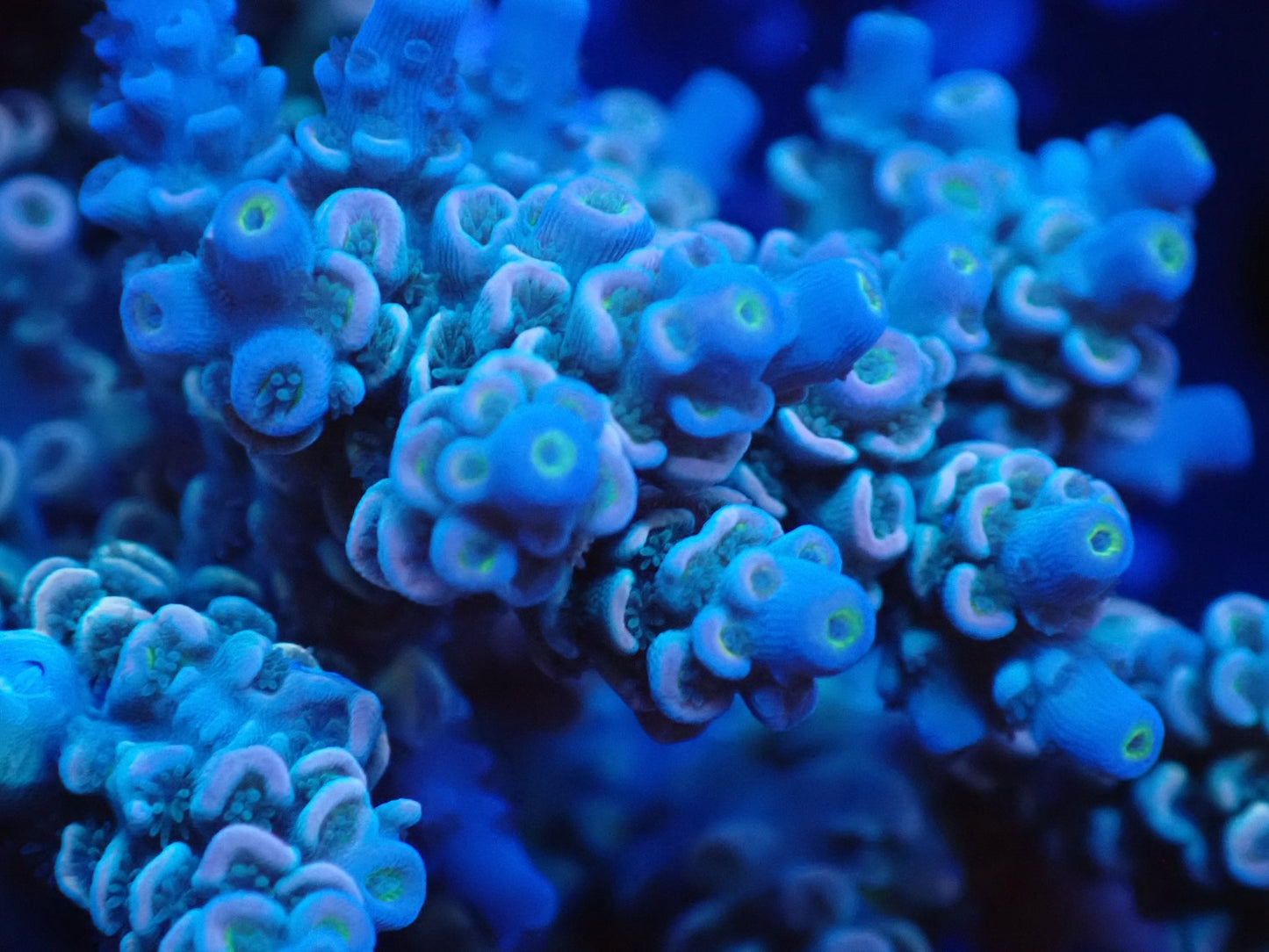 インドネシア産ブリードミドリイシ①