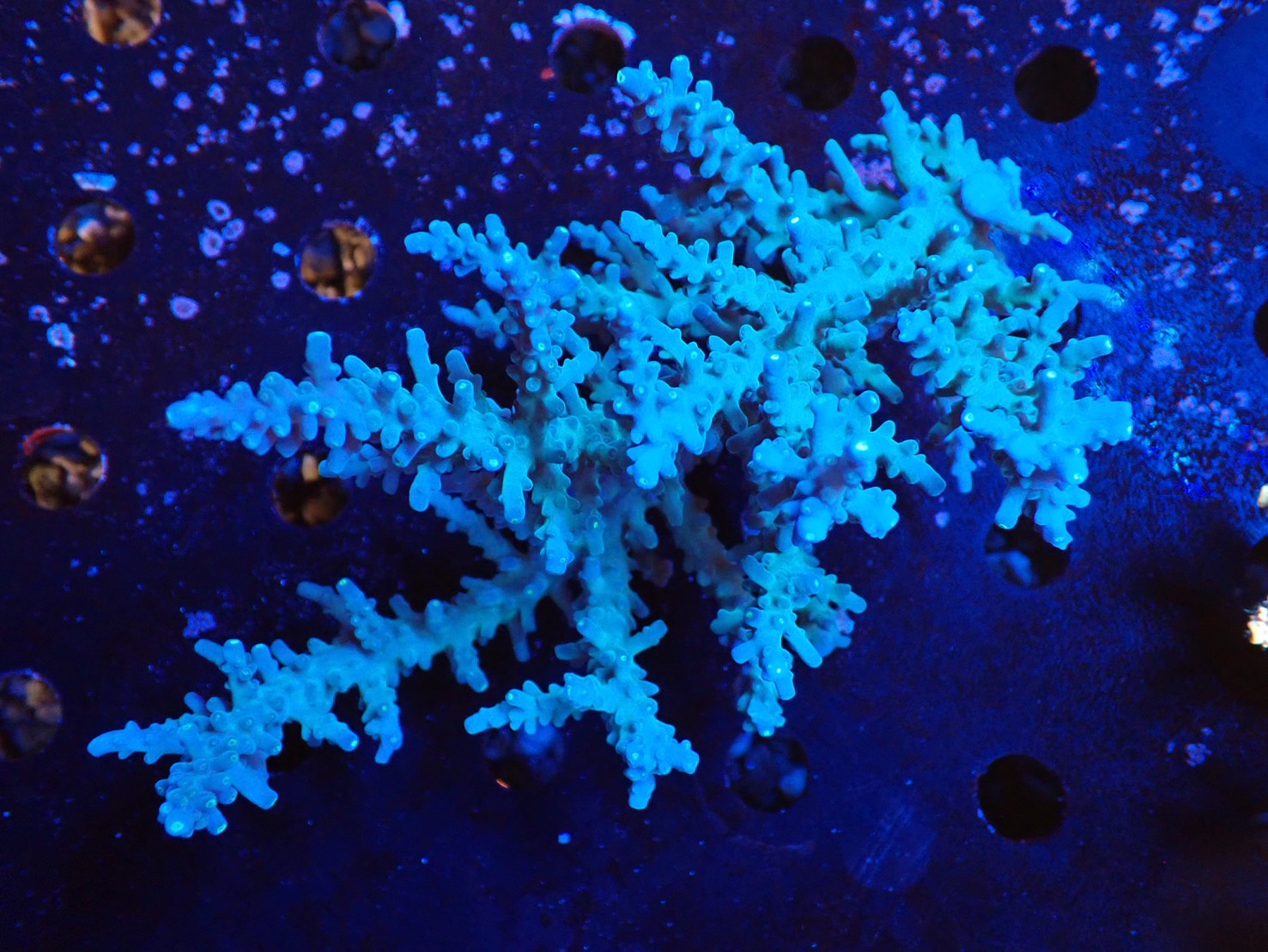 ミドリイシ② – FISH UP