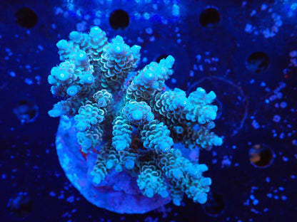 インドネシア産ブリードミドリイシ⑨