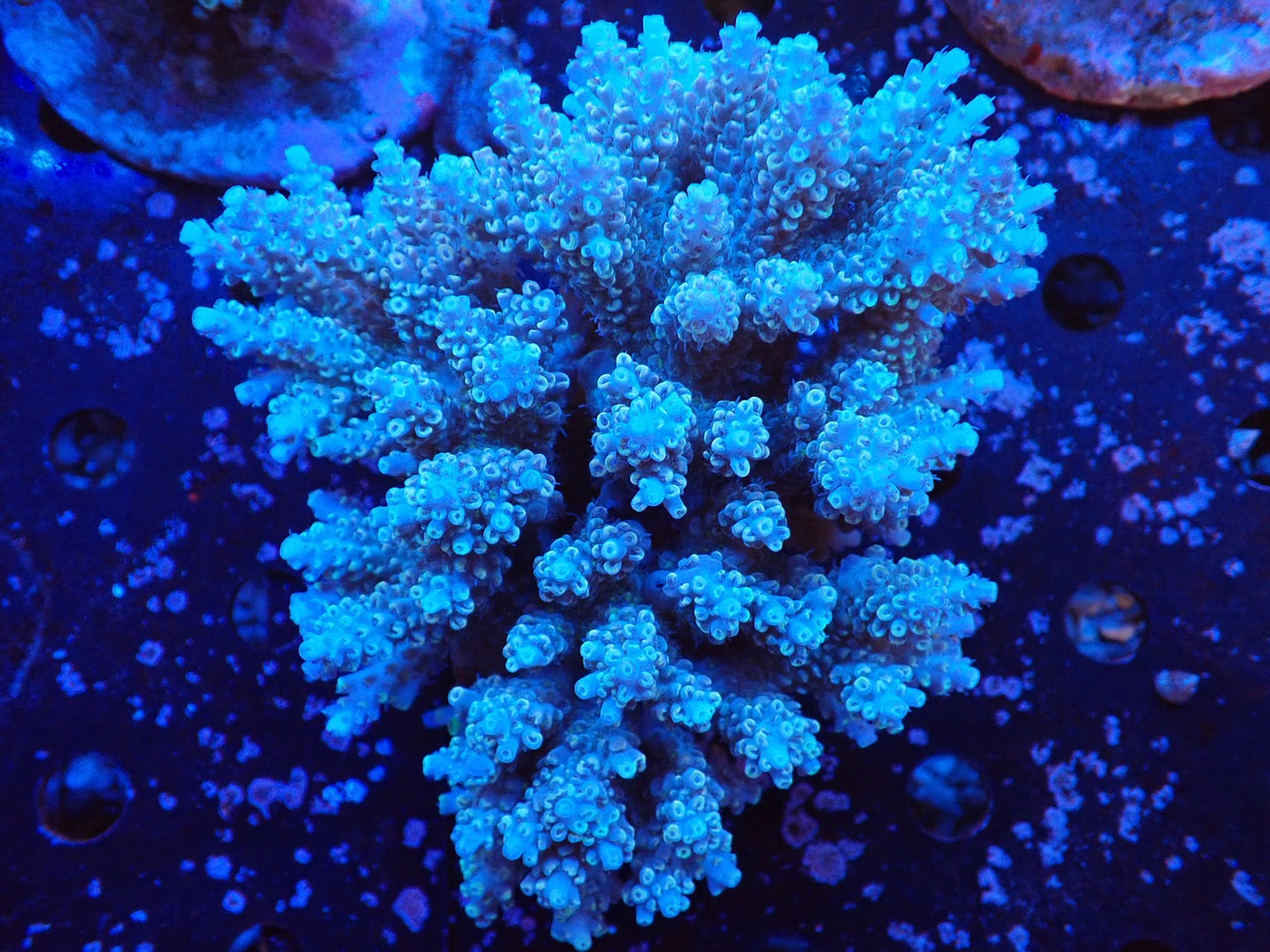 インドネシア産ブリードミドリイシ⑧