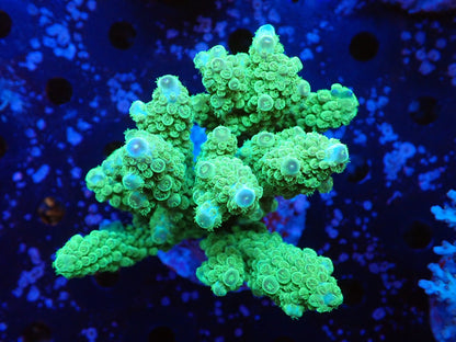 インドネシア産ブリードミドリイシ⑦