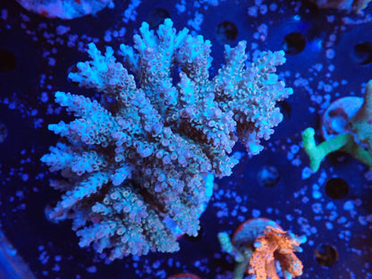 インドネシア産ブリードミドリイシ⑥