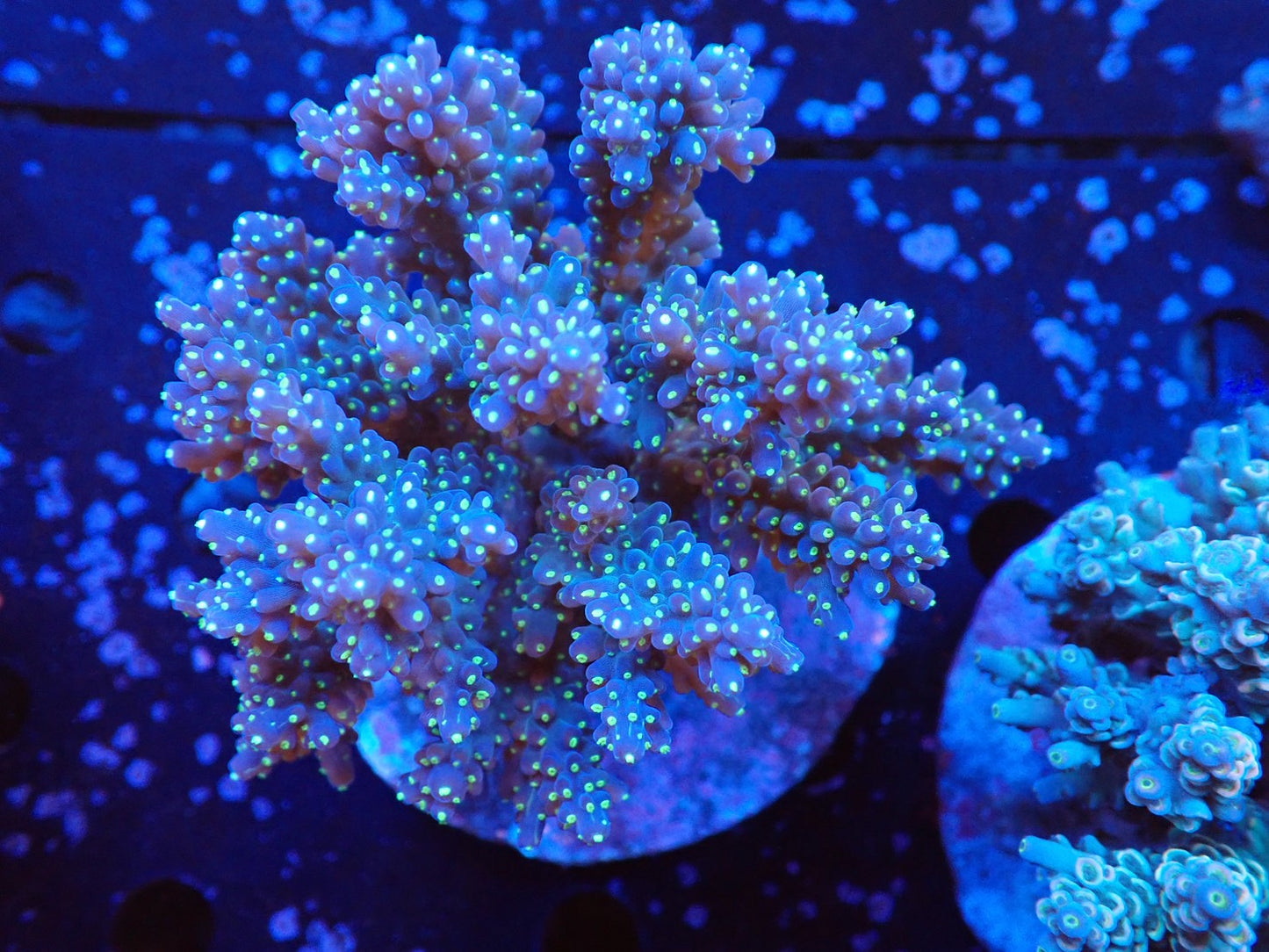 インドネシア産ブリードミドリイシ⑤