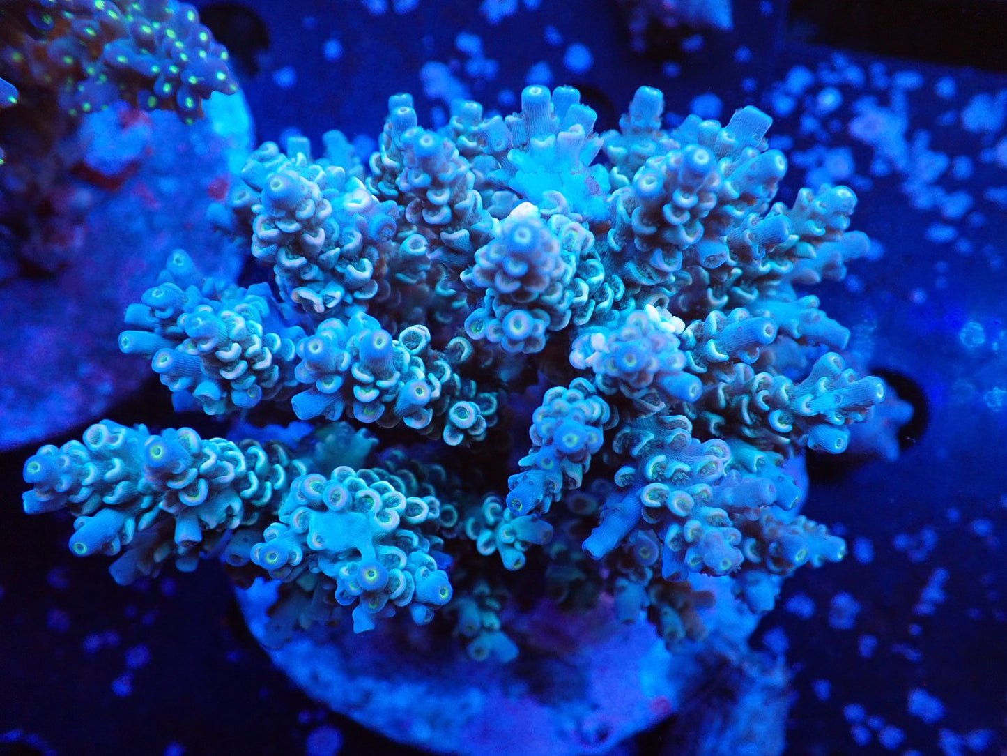 インドネシア産ブリードミドリイシ④