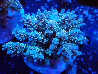 インドネシア産ブリードミドリイシ④