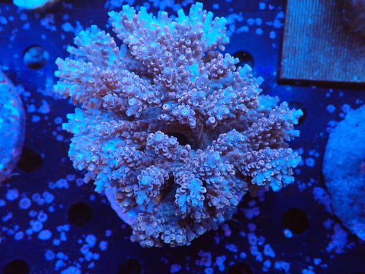 インドネシア産ブリードミドリイシ②